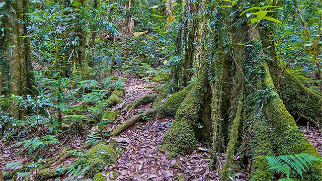 Helmholtzia Loop Track